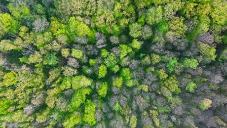 In verschiedenen Grüntönen leuchten Blätter von Bäumen in einem Wald im Osten von Brandenburg © Patrick Pleul/dpa
