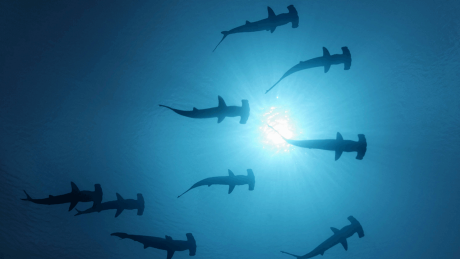 Hammerhaie schwimmen im offenen Meer © imago/imagebroker