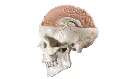 Anatomisches Modell eines Kopfes mit Gehirn © imago/imagebroker