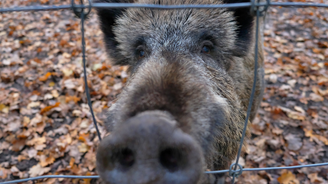 Wildschwein hinter einem Zaun © imago images / Martin Wagner