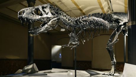 T-Rex Skelett im Museum für Naturkunde Berlin