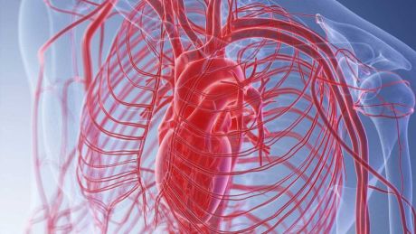 Illustration: Menschliche Aorta und Herzregion