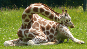 Giraffe im REM-Schlaf