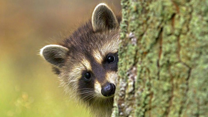 Ein junger Waschbär schaut hinter einem Baumstamm hervor © imago/blickwinkel