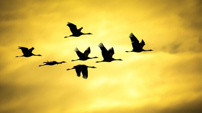 Fliegende Kraniche © imago/Meike Engels
