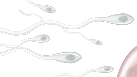 Spermien (Illustration) © imago/imagebroker