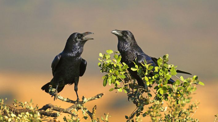 Ein Kolkraben-Paar sitzt auf einem Busch © imago/blickwinkel