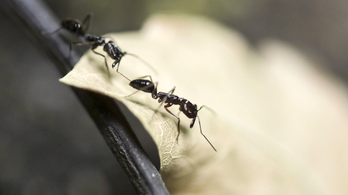 Ameisen krabbeln über ein Blatt © imago images/photothek