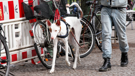 Hund in Berlin © imago/Müller-Stauffenberg