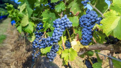Weinrebe