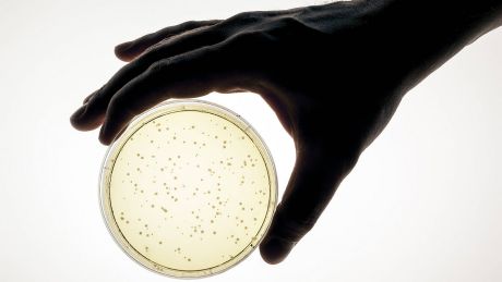 Eine Hand hält eine Petrischale © imago/blickwinkel