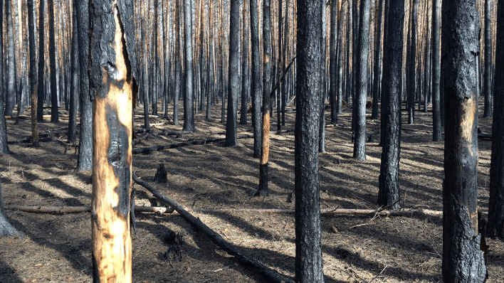 Verbrannte Kiefern nach dem Waldbrand bei Treuenbrietzen © radioeins/Amelie Ernst