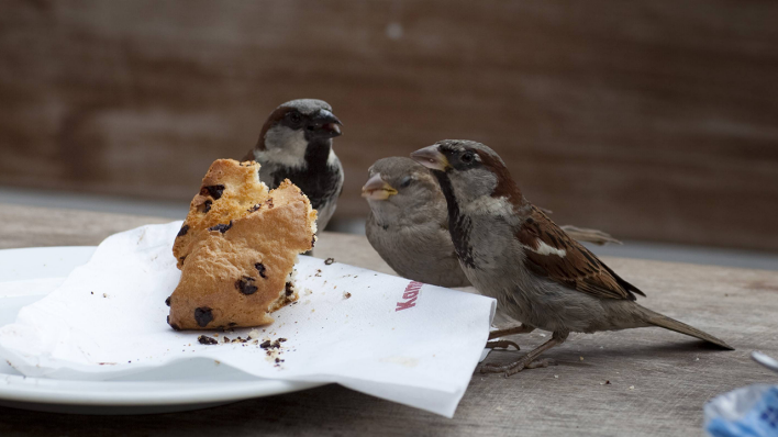 Spatzen © imago/photothek