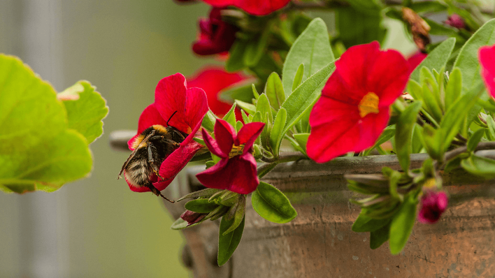 Eine Hummel an einer Pflanze auf einem Balkon © imago/Kickner
