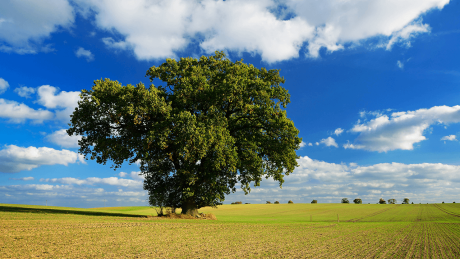 Ein Baum steht auf einem Feld © imago/Andreas Vitting