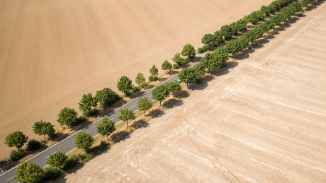 Alleebäume bilden den einzigen grünen Farbtupfer zwischen trockenen, abgeernteten Feldern © dpa/Jan Woitas