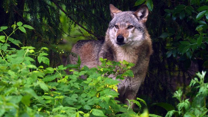 Ein Wolf steht am Waldrand © imago images/blickwinkel