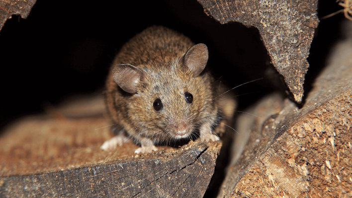 Hausmaus (Mus musculus) © imago images/imagebroker