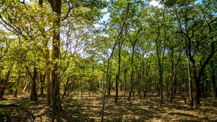 Wald in Sambia © ZEI