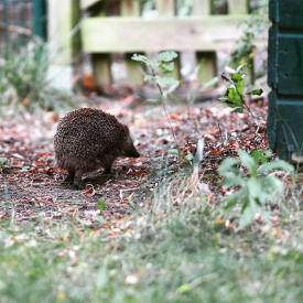 Igel im Garten © R.Schuster