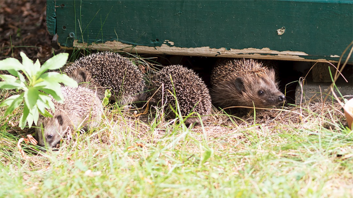 Igel im Garten © R.Schuster