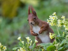 Ein Eichhörnchen sucht Nahrung zwischen Schlüsselblumen