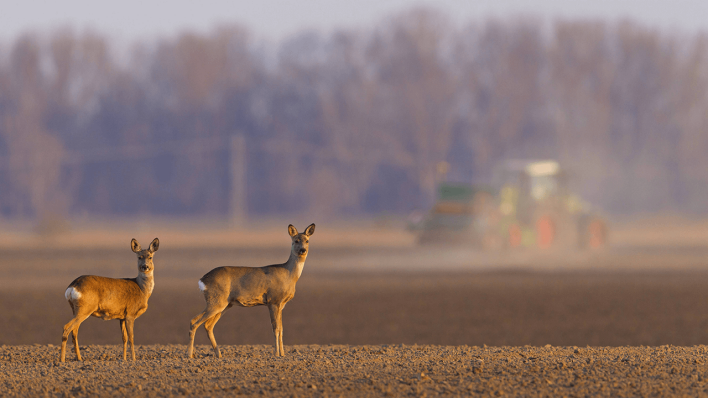 Zwei Rehe stehen auf einem Feld © imago images/blickwinkel