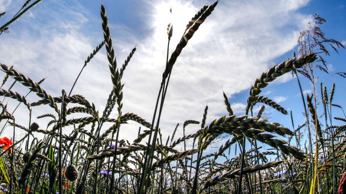 Feld mit Dinkel und Kornblumen © imago images/Jochen Eckel