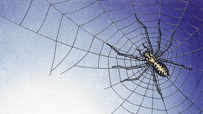 Eine Spinne an einem Spinnenetz © imago images/Ikon Images