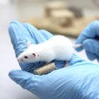 Eine Maus in einem Biotechnologischen Labor. ©imago images/Jochen Tack