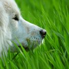 Ein Hund im Gras
