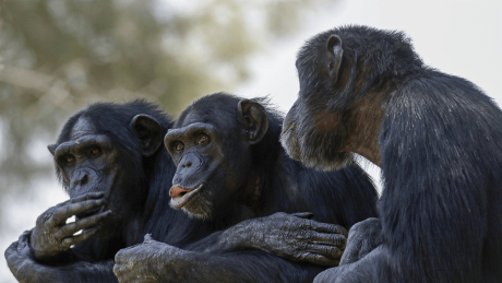 Drei Schimpansen sitzen zusammen und beobachten etwas © imago images/Science Photo Library