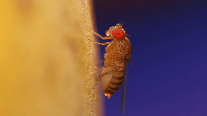 Fruchtfliege © imago images/Panthermedia