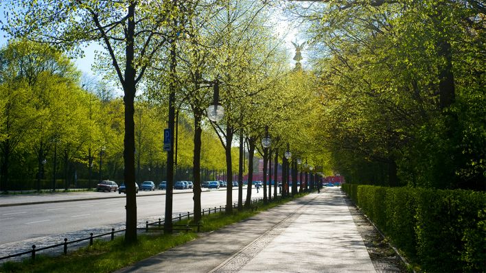 Baumallee Berlin Rettet unsere Bäume Spreequell Aktion