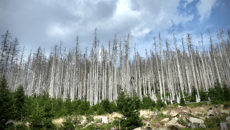 Waldsterben (hier zu sehen auf dem Brocken) © radioeins/Chris Melzer