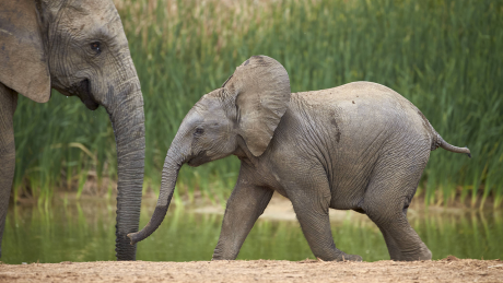 Afrikanische Elefanten © IMAGO / robertharding