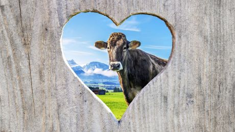 Ein Herz in einer Holztür mit Kuh und den Alpen im Hintergrund © imago images/Panthermedia