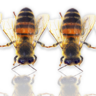 Bienen in einer Reihe spiegeln sich