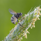 Fliege befallen vom Fliegentöter (Entomophthora muscae) © imago images/McPHOTO