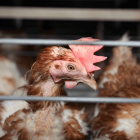 Legehennen in einem Hühnerstall © imago images/blickwinkel