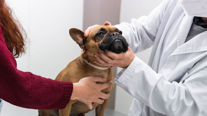 Ein Hund wird von einem Tierarzt untersucht