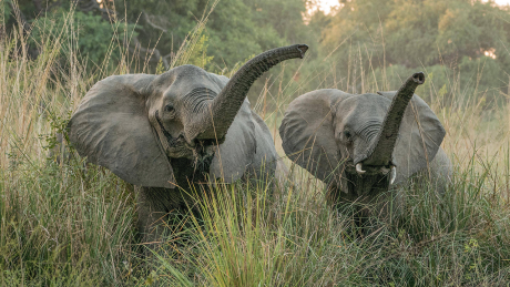 Afrikanische Elefanten © IMAGO / Panthermedia