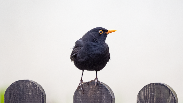 Amselmännchen auf einem Zaun © Ralf Schuster