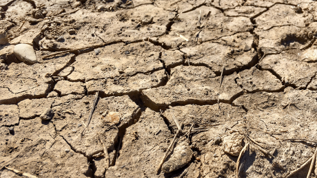 Hitze, Sonne und kein Wasser – der Boden vertrocknet und mit ihm die Pflanzen © radioeins/Chris Melzer