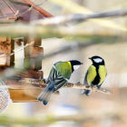 Zwei Meisen an einem Vogelhaus © imago images/blickwinkel