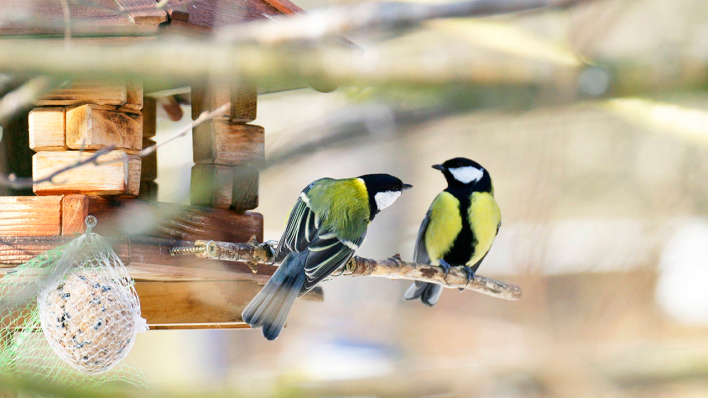 Zwei Meisen an einem Vogelhaus © imago images/blickwinkel