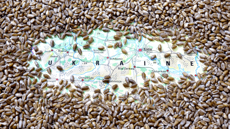 Auf einer Landkarte von der Ukraine liegen Weizenkörner © imago images/Steinach