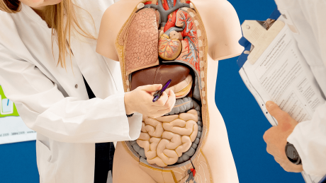Eine Ärztin zeigt an einem Modell die Leber © dpa/Zacharie Scheurer
