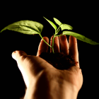 Eine Pflanze mit Erde in einer Hand