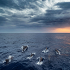 Eine Gruppe von Delfinen im Mittelmeer